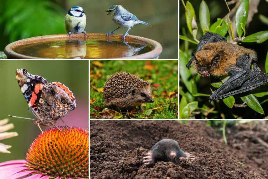 jardin et changement climatique