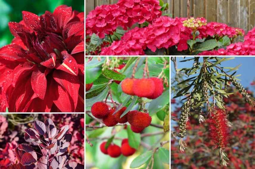 jardin rouge aménager, créer creation jardin rouge, idées jardin rouge, massif plantes rouges,
