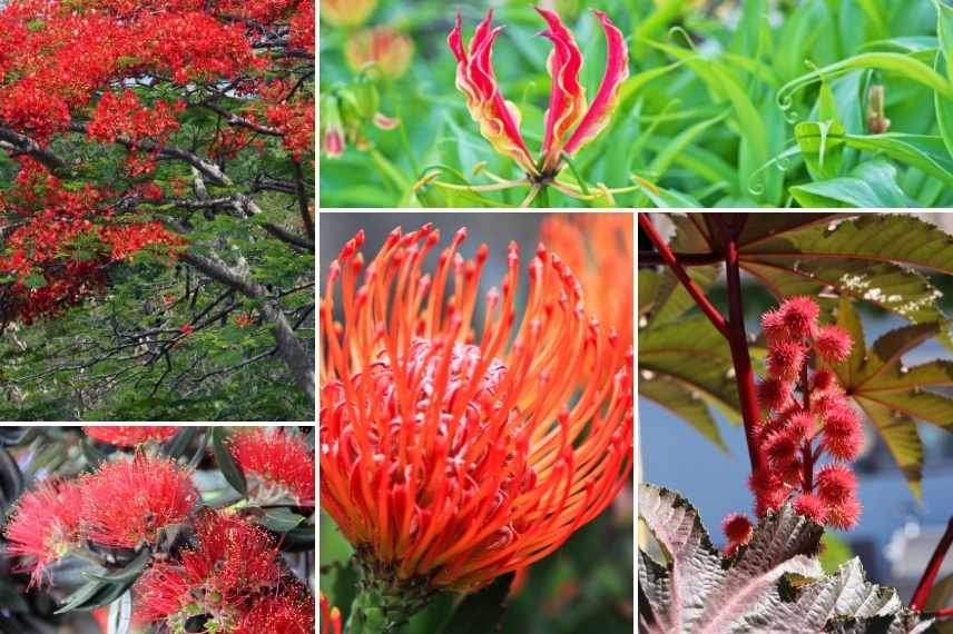 jardin rouge aménager, créer creation jardin rouge, idées jardin rouge, massif plantes rouges,