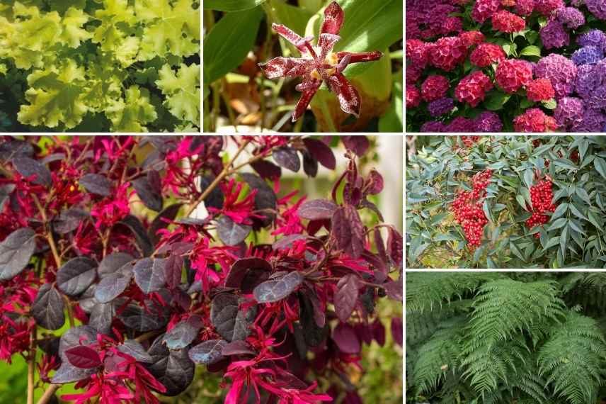 jardin rouge aménager, créer creation jardin rouge, idées jardin rouge, massif plantes rouges,