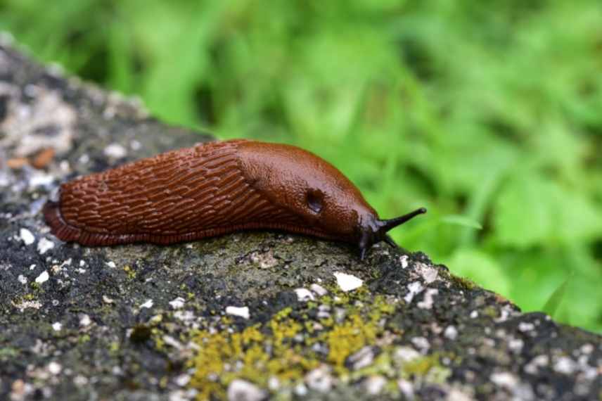 plantes resistantes aux limaces escargots