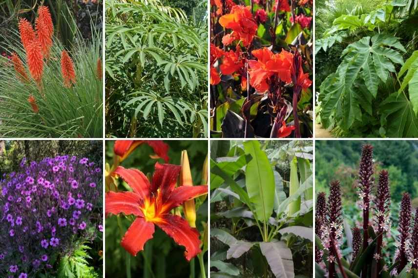 idées massif fleurs rouges, plate bande rouge, jardin rouge, floraisons rouges massif jardin