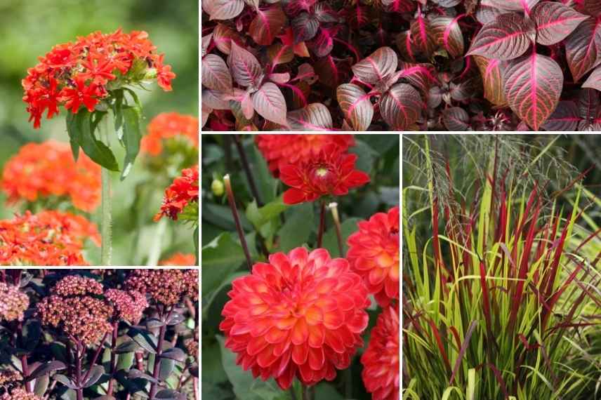 idées massif fleurs rouges, plate bande rouge, jardin rouge, floraisons rouges massif jardin