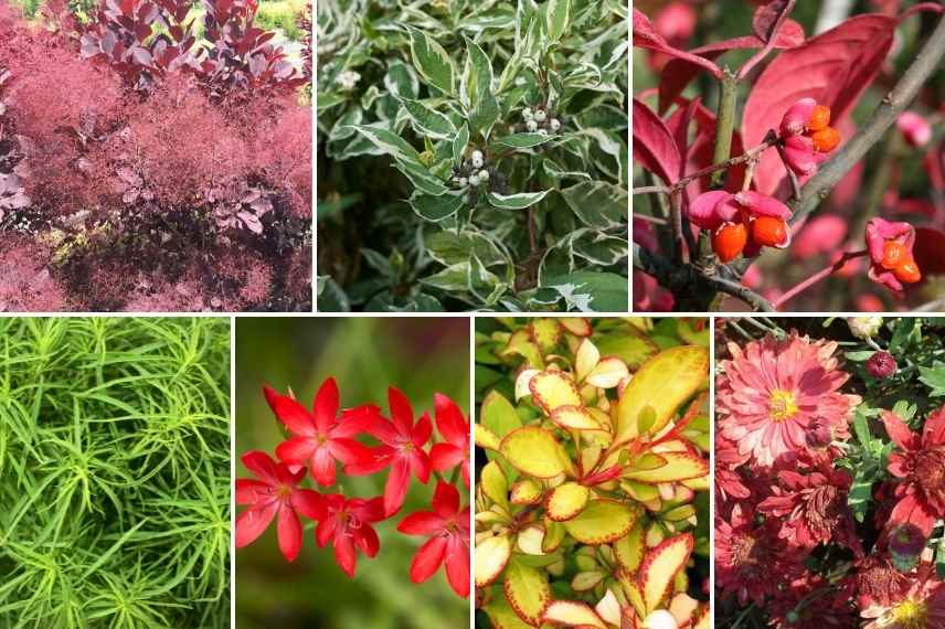 idées massif fleurs rouges, plate bande rouge, jardin rouge, floraisons rouges massif jardin