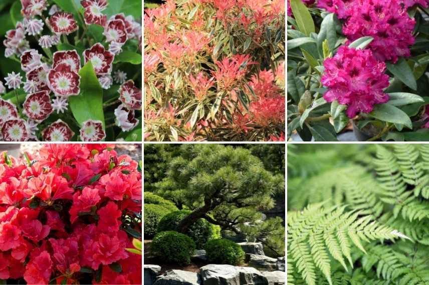 idées massif fleurs rouges, plate bande rouge, jardin rouge, floraisons rouges massif jardin