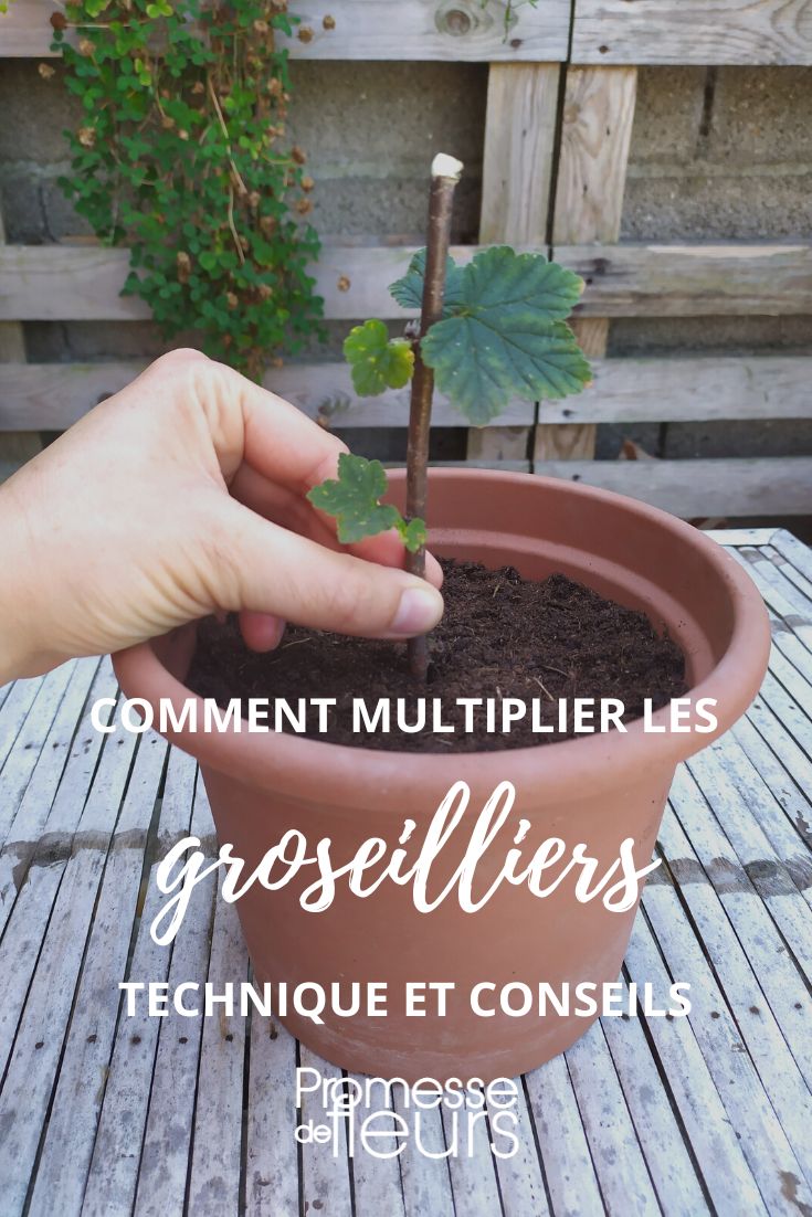 multiplier les groseilliers