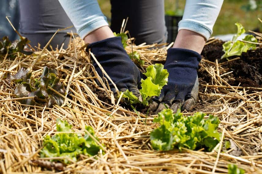 potager canicule