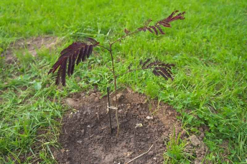 bouture albizia, bouturer albizia, multiplier albizia