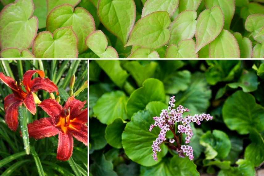 plantes resistantes aux limaces escargots