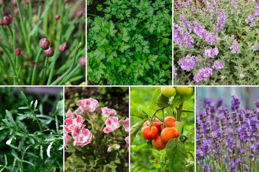 plantes resistantes aux limaces escargots