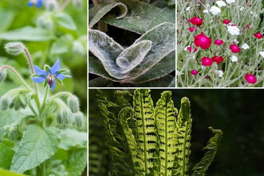 plantes resistantes aux limaces escargots