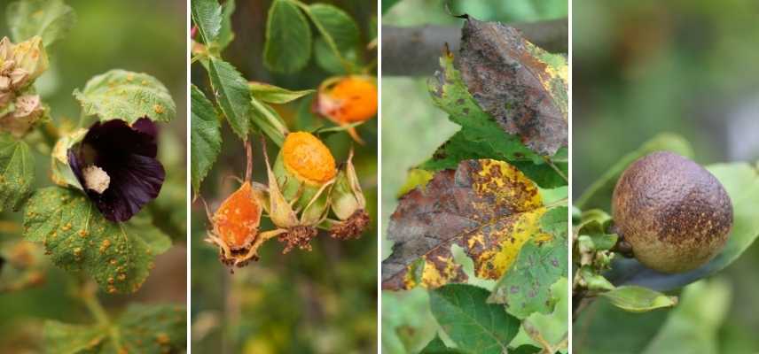 rouille identifier traiter traitement, rouille prevention plantes vegetaux feuilles rosiers legumes fruits