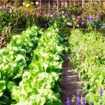 Ombrager le potager et ses légumes en été