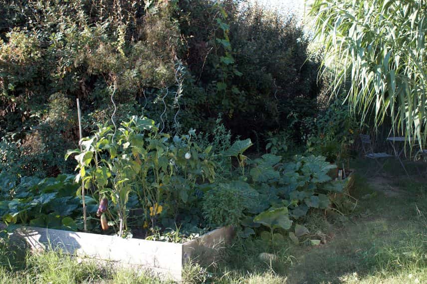 potager canicule