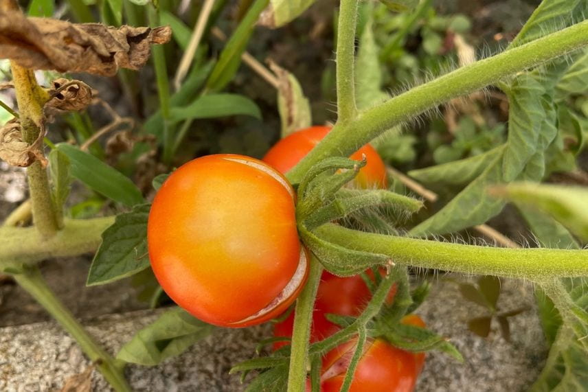 potager canicule