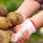 Le calendrier potager - Septembre