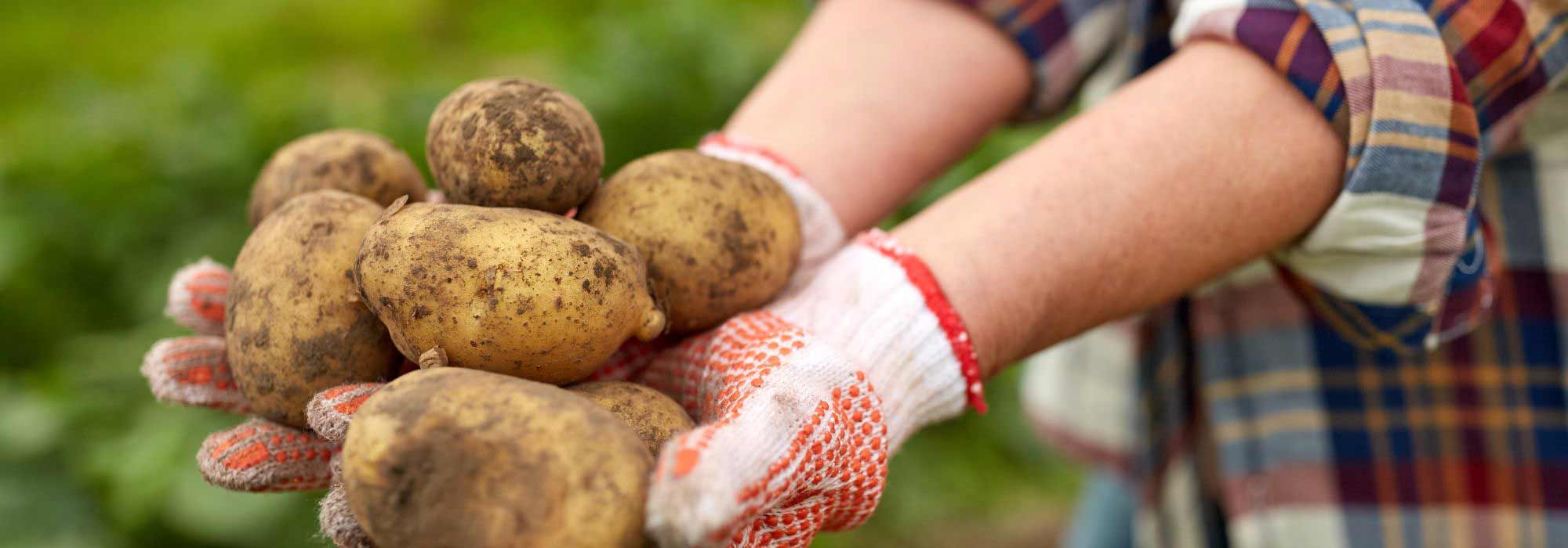 Le calendrier potager - Septembre