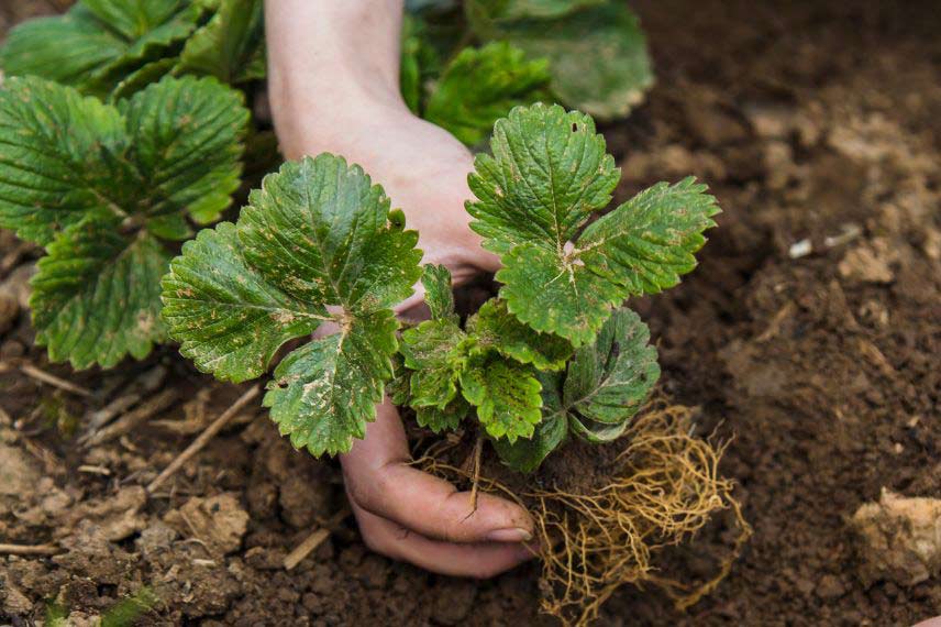 travaux potager septembre