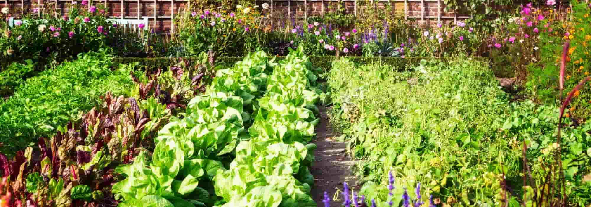 Ombrager le potager et ses légumes en été