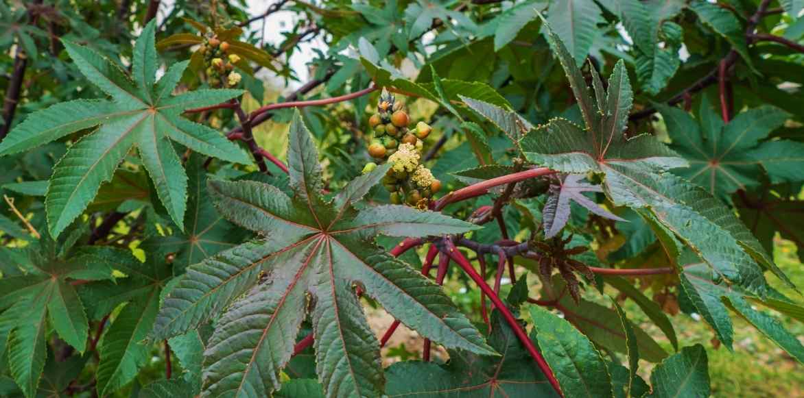 ricin, ricinus communis, plante feuillage exotique