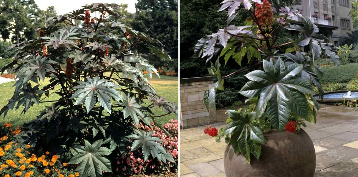 ricin, ricinus communis, plante feuillage exotique