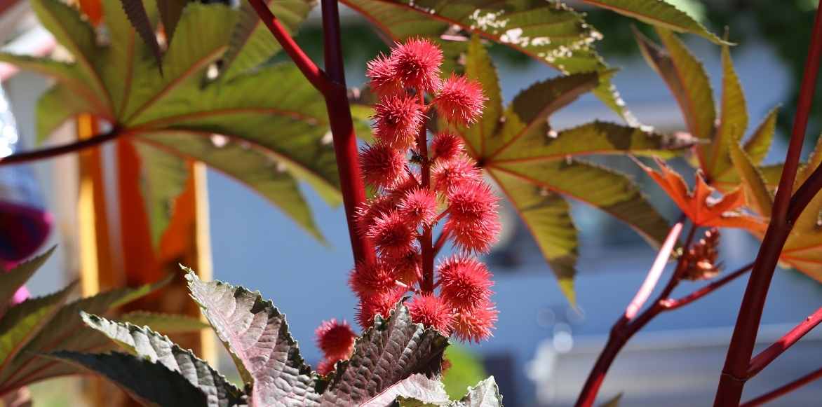 ricin, ricinus communis, plante feuillage exotique