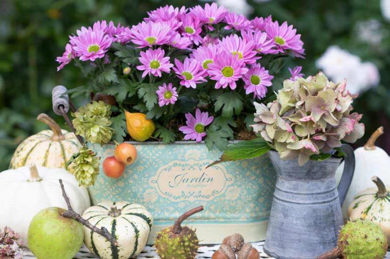 que-faire-au-jardin-en-septembre-promesse-de-fleurs