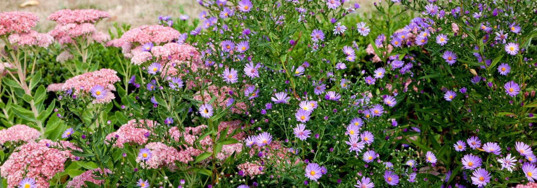 Que faire au jardin en septembre