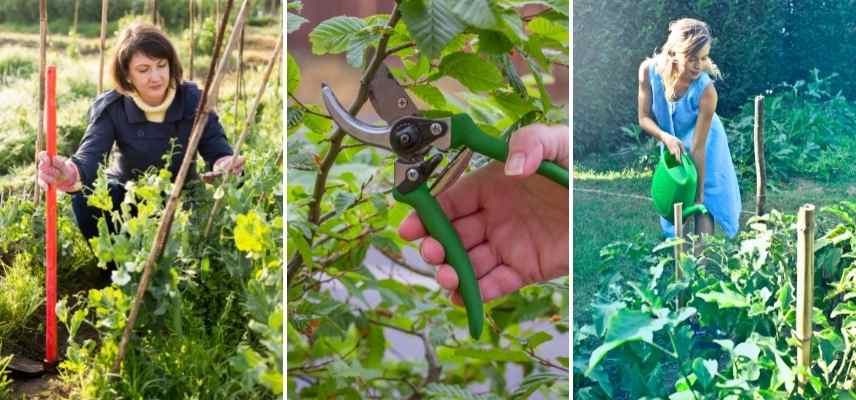 Entretenez vos outils de jardin maintenant - vous éviterez la rouille et  les maladies au printemps