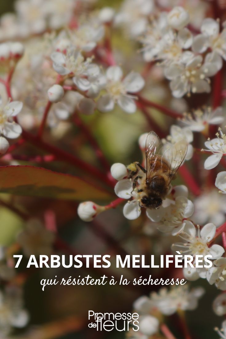 7 arbustes melliferes qui resistent a la secheresse