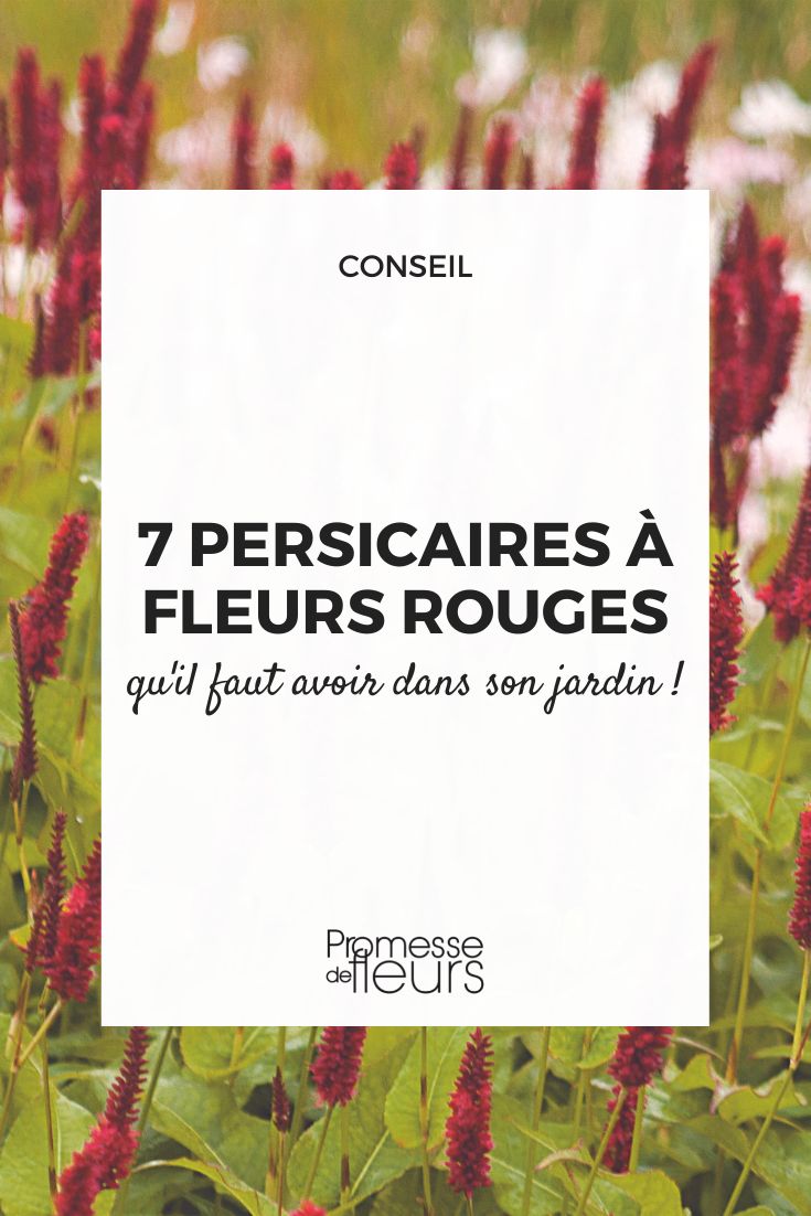 7 persicaires fleurs rouges