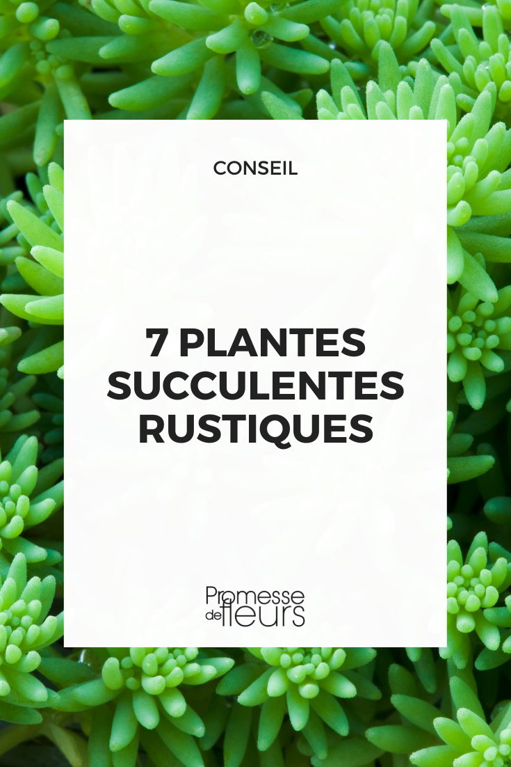 7 plantes succulentes rustiques - Promesse de Fleurs