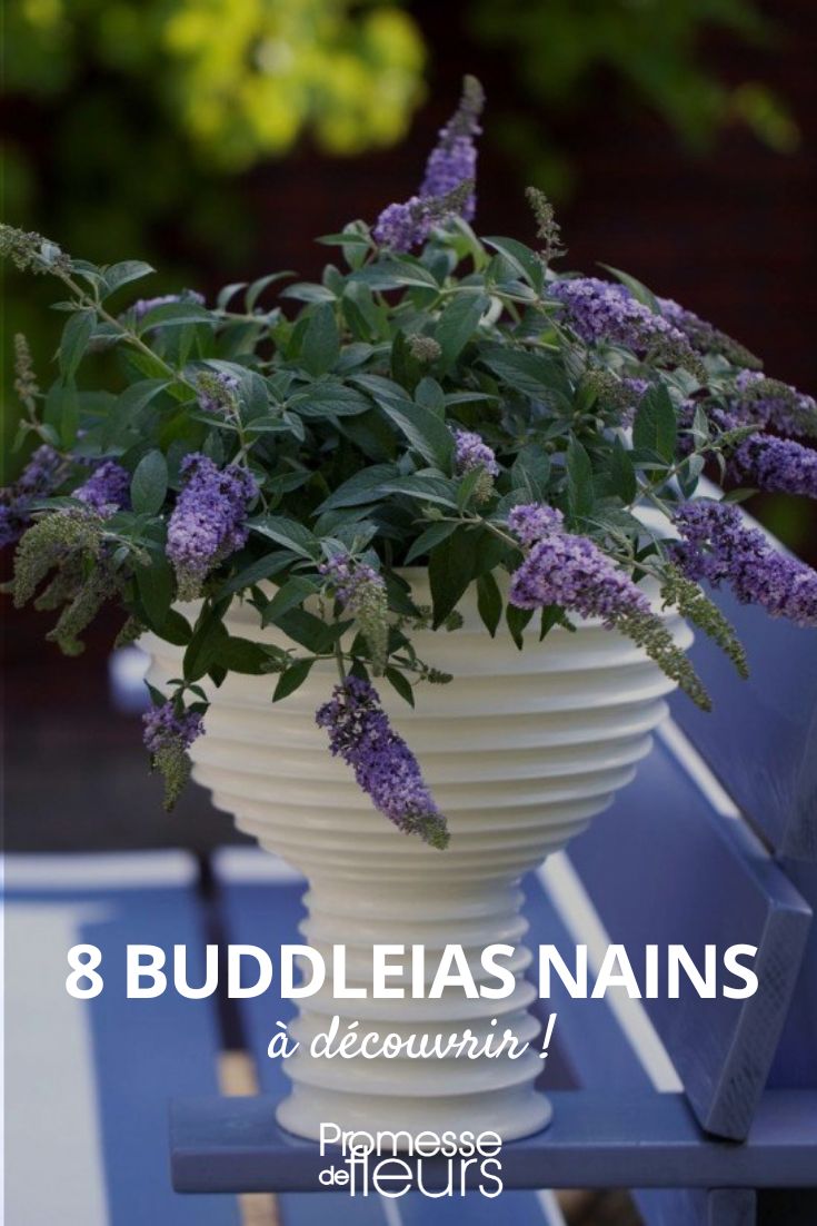 8 buddleia nains