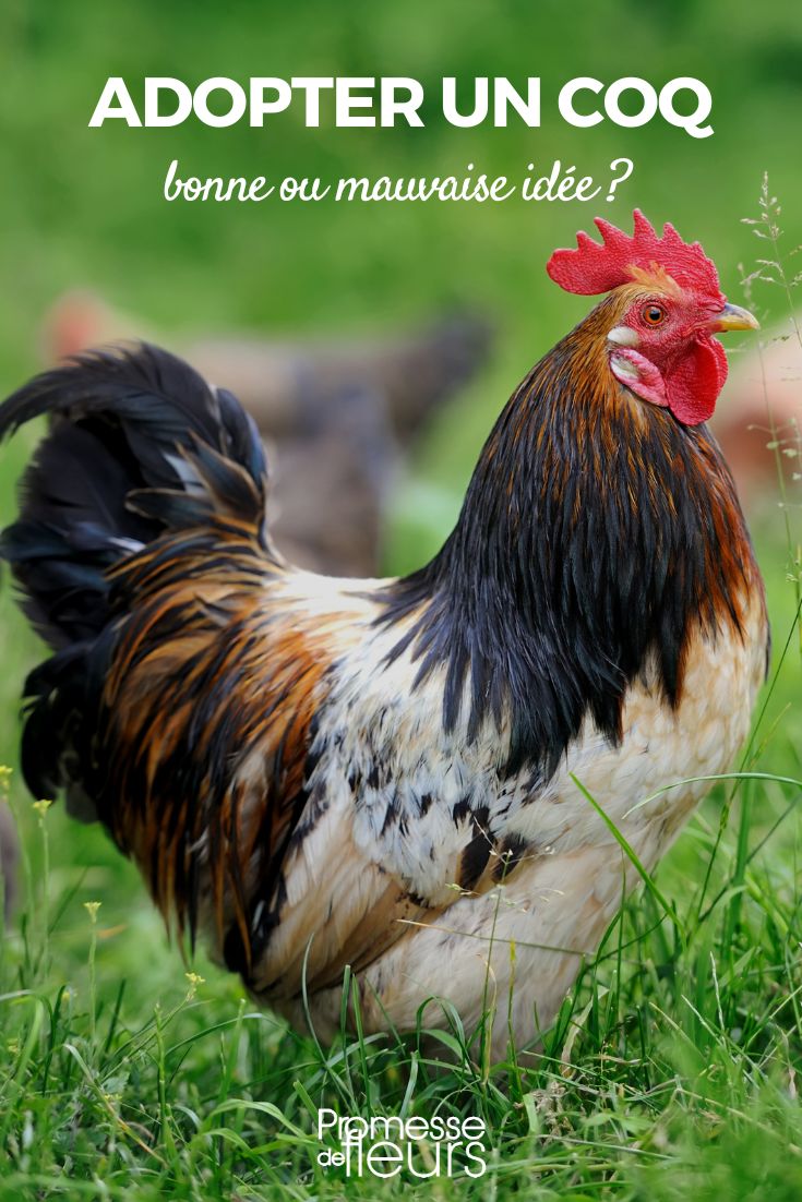 faut-il avoir un coq au poulailler ?