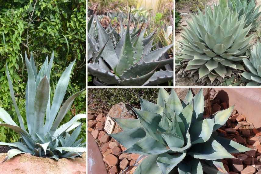 plantes succulentes rustiques