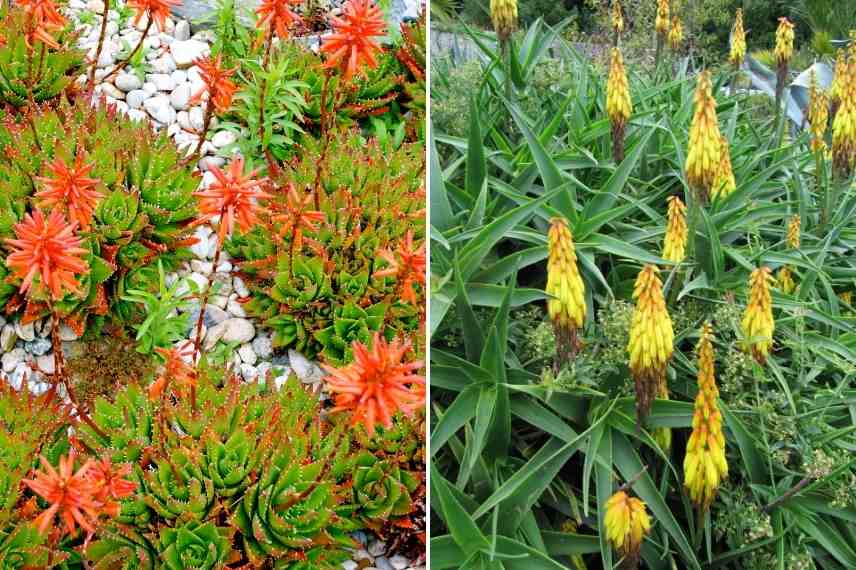 plantes succulentes rustiques