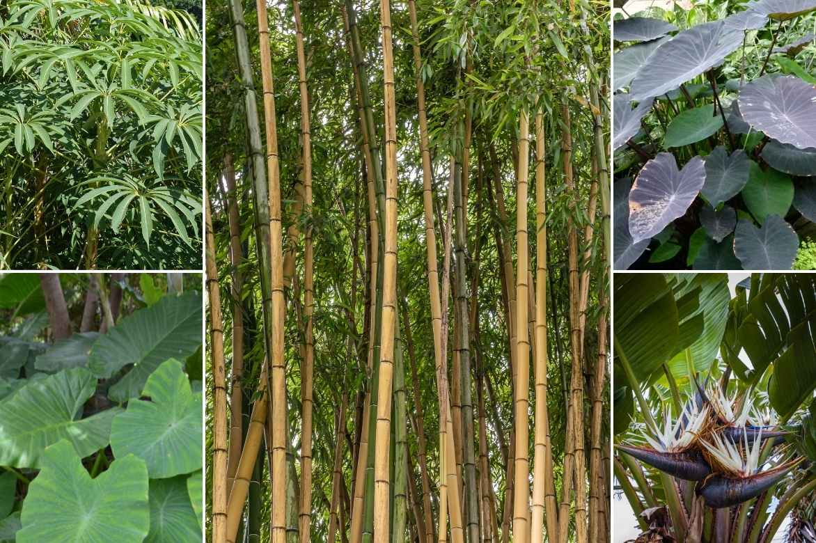 bambusa sp, bambusa, bambou géant