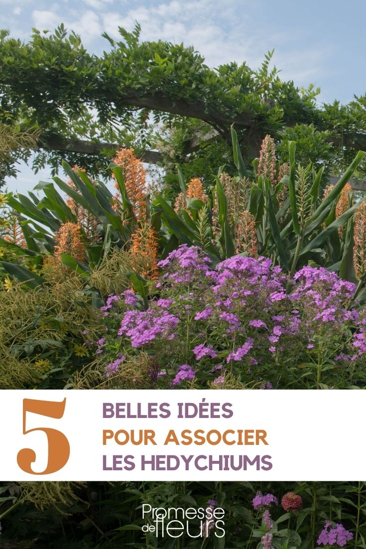 Associer les hedychiums