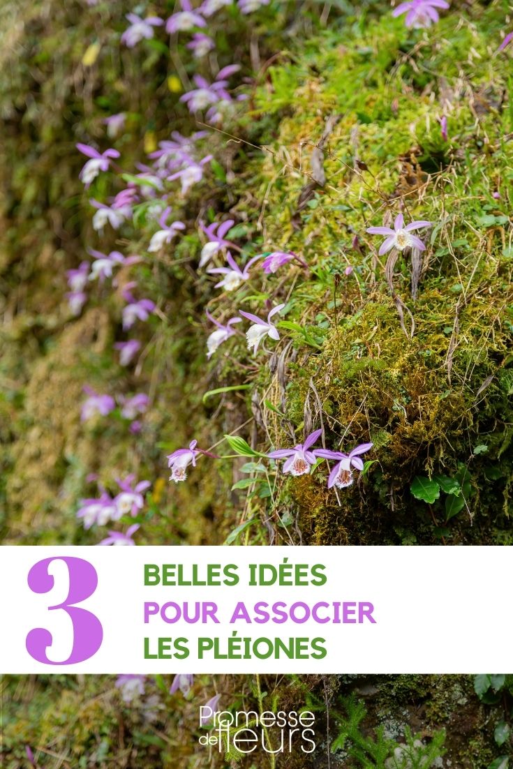 Associer les pleiones