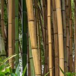 Bambusa - Bambou : planter et cultiver