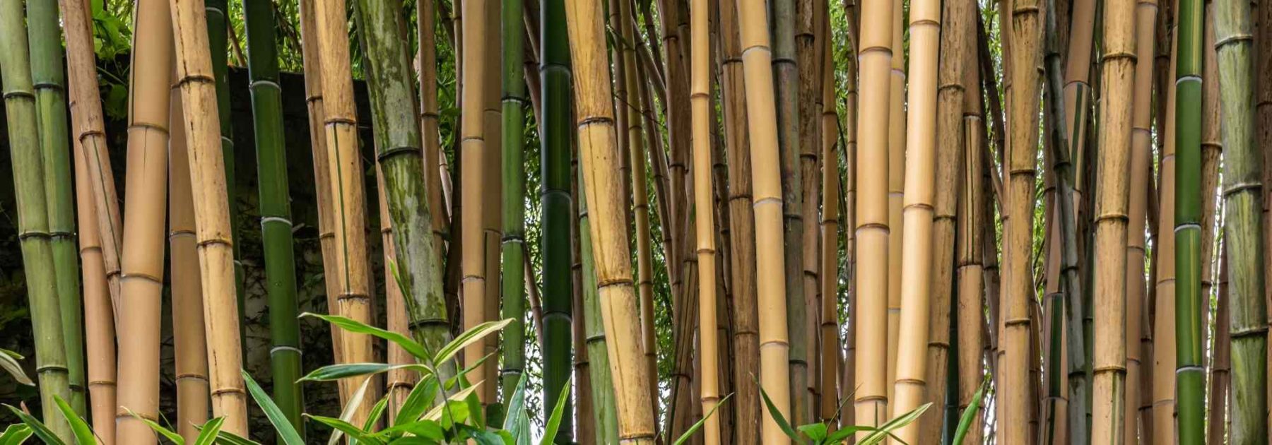 Bambusa - Bambou moyen : tout savoir - Promesse de Fleurs