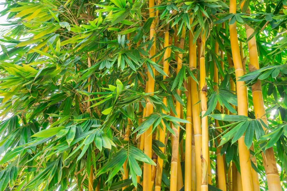 bambusa sp, bambusa, bambou géant