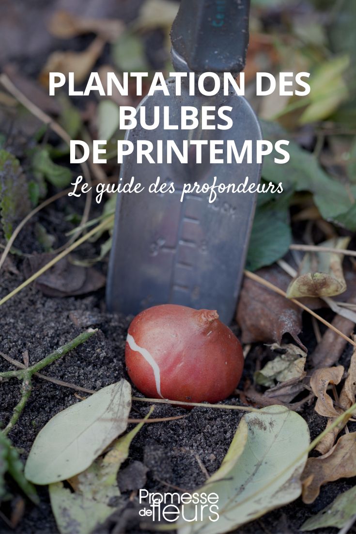 planter les bulbes à la bonne profondeur