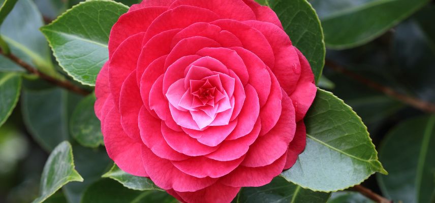 Camellia japonica Roger Hall