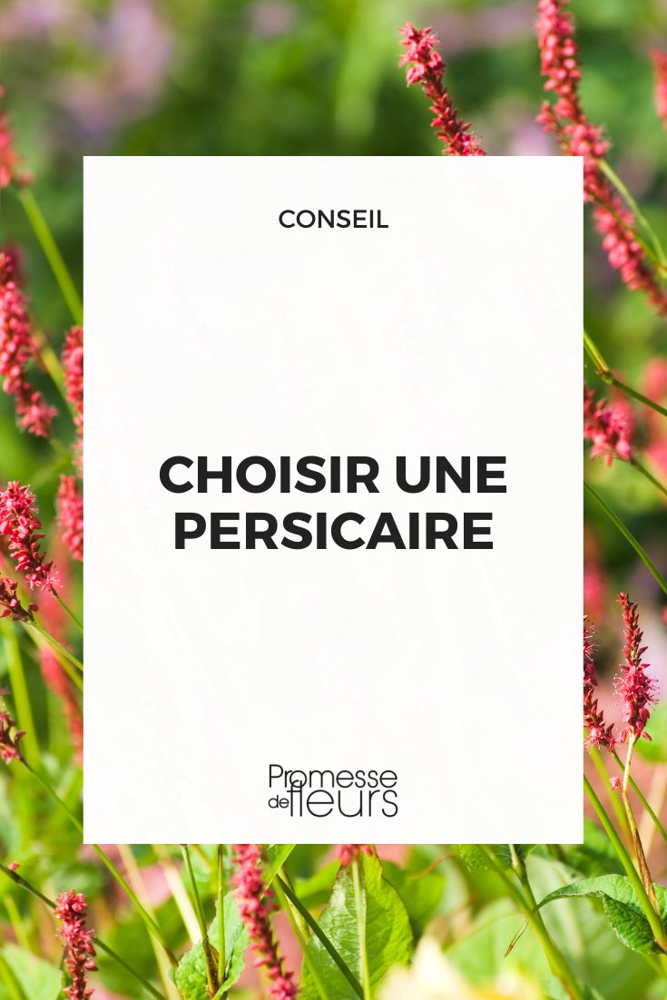 Persicaria