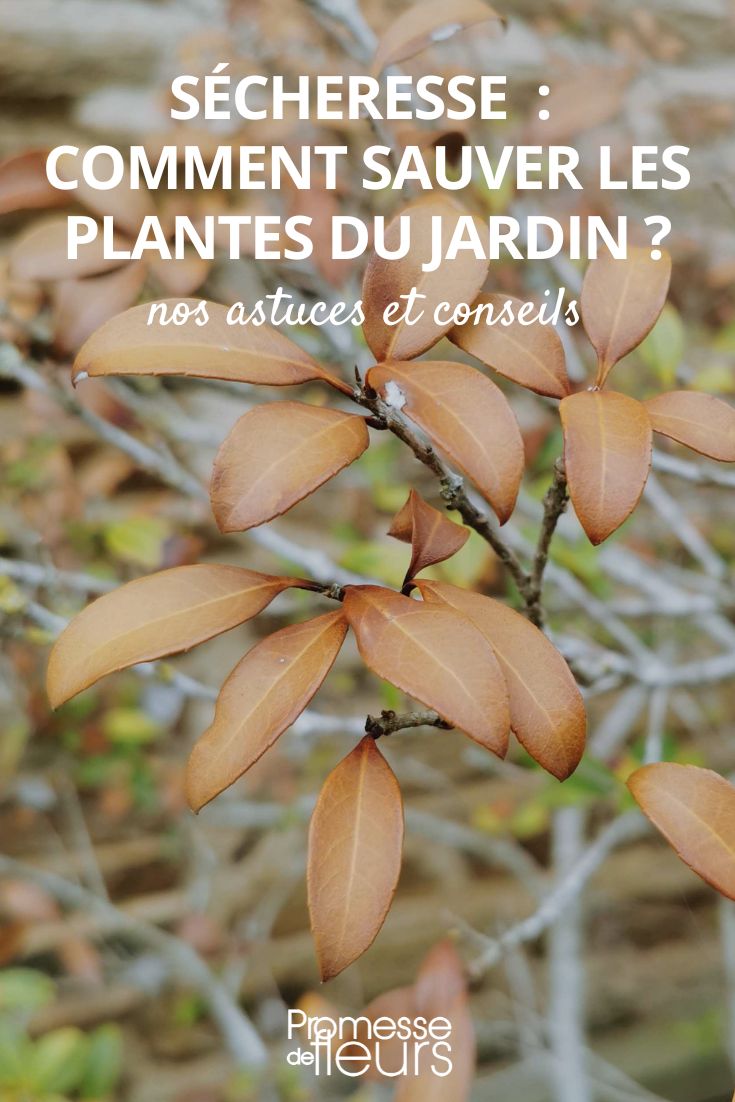 Comment sauver une plante aérienne