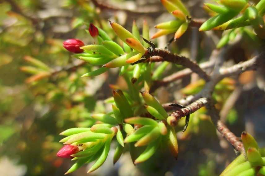 plantes succulentes rustiques