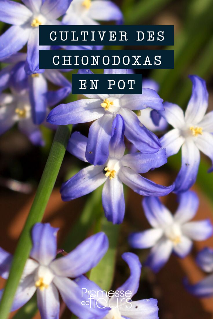 Cultiver des chionodoxas en pot