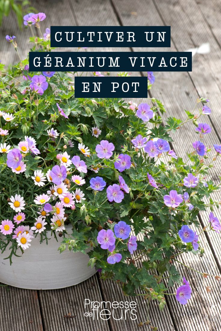 culture géranium vivace pot bac jardinière