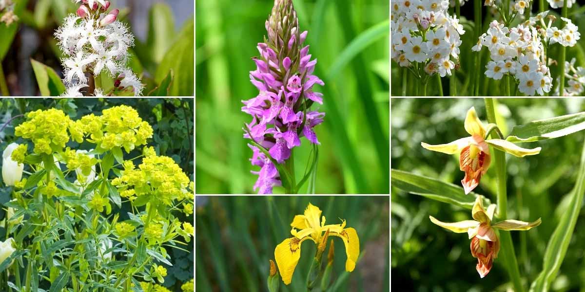 Inspiration pour associer le Dactylorhiza sur les berges d'un bassin